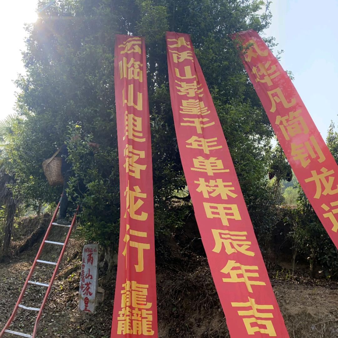 云临山里客茶农联合社