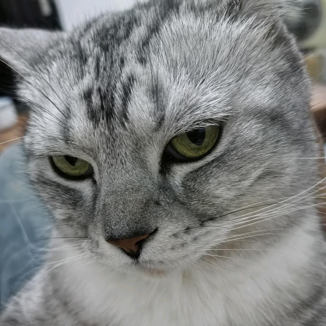 蔡文鸡腿堡