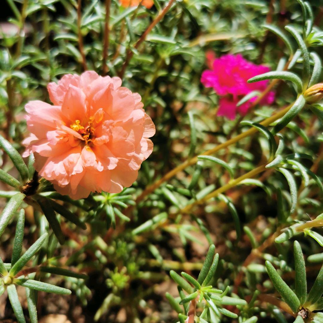 陌上花开🌷