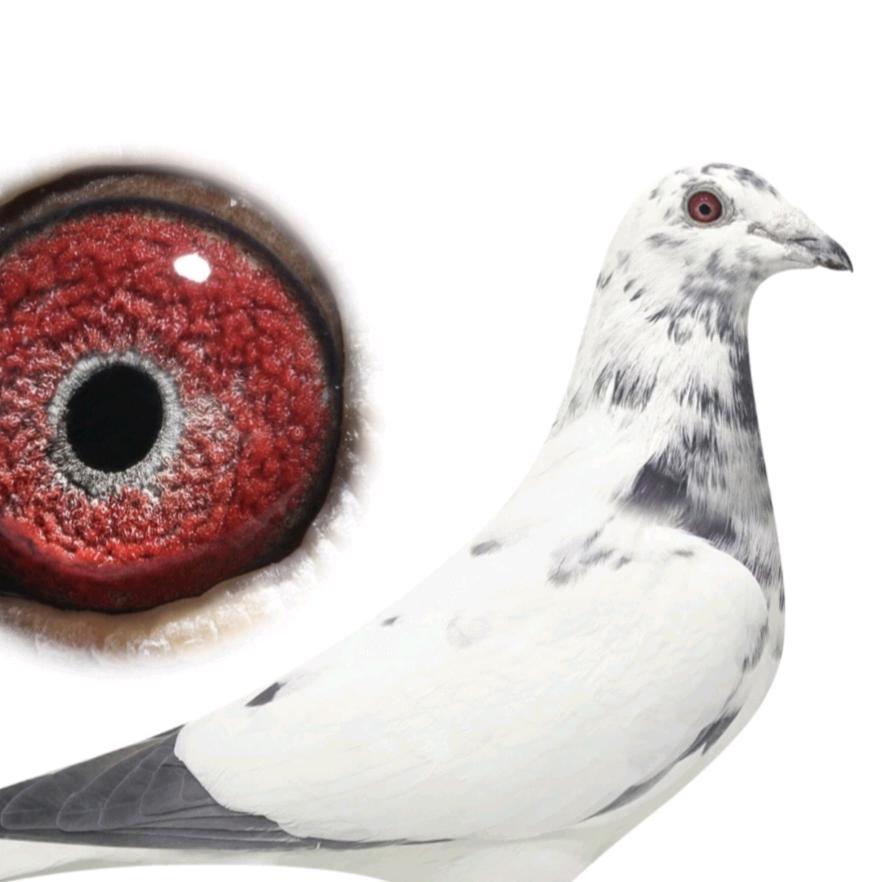 ✨云南白鸽.张定邦