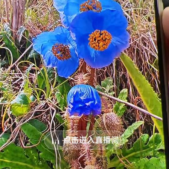 细🌹雨🌹蒙🌺蒙