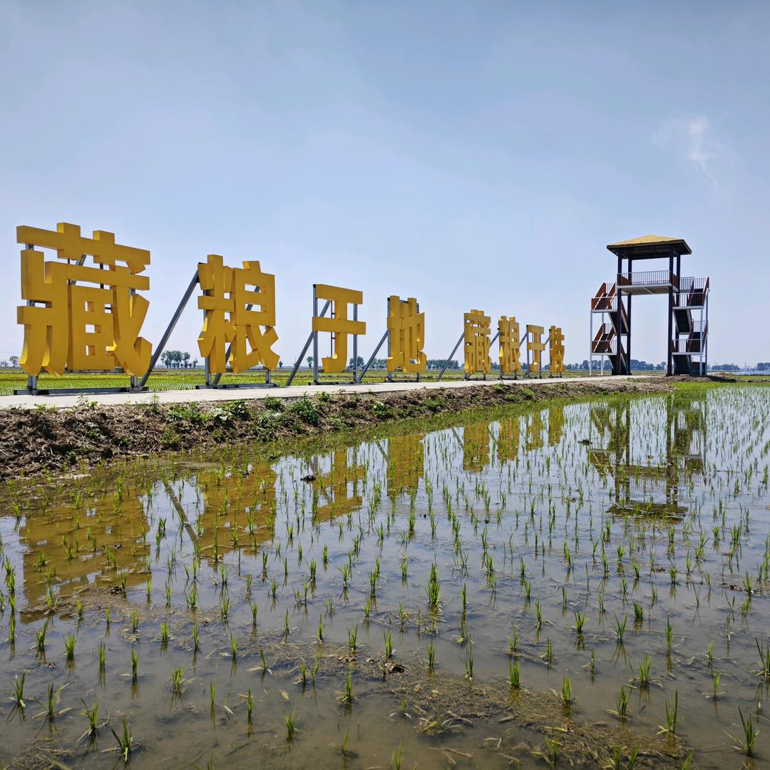 来胜鲜