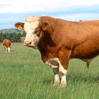 玲姐聊牛🐮羊🐏