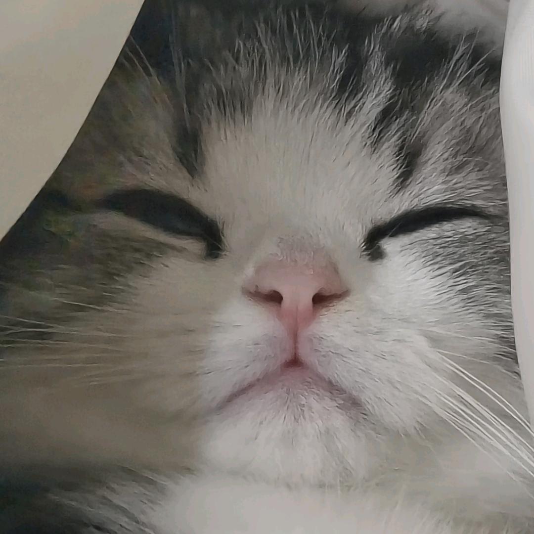小猫奥利奥