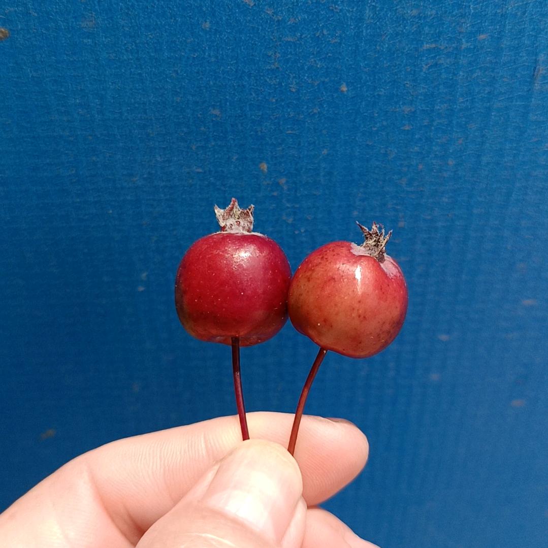 এ：刘ଲ胖胖ฅʕ•̫͡•ʔฅ