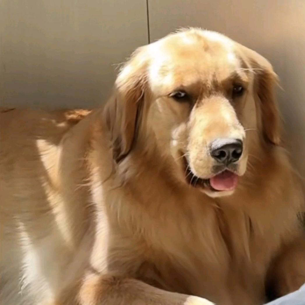 杨芳的🐶叫嘟嘟