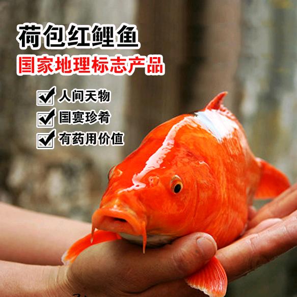 金生鱼坊