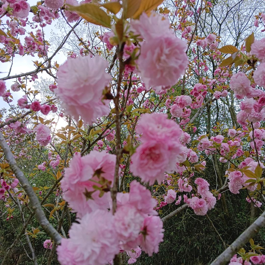 兰花草