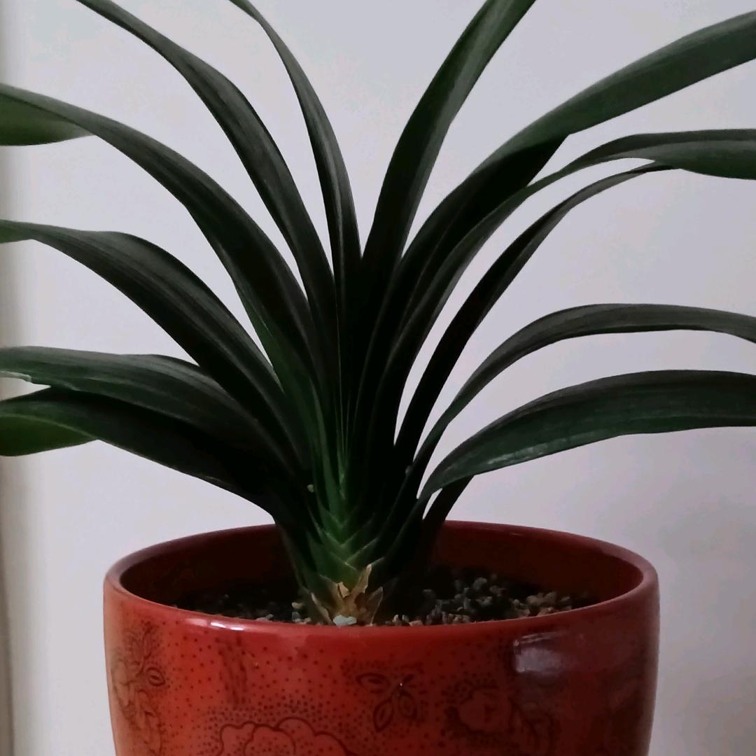 甘草