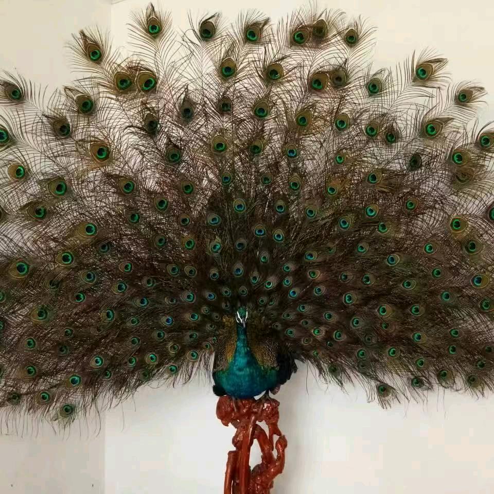 盖章的小鱼丸子