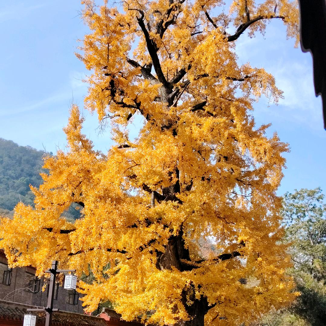 八方来财