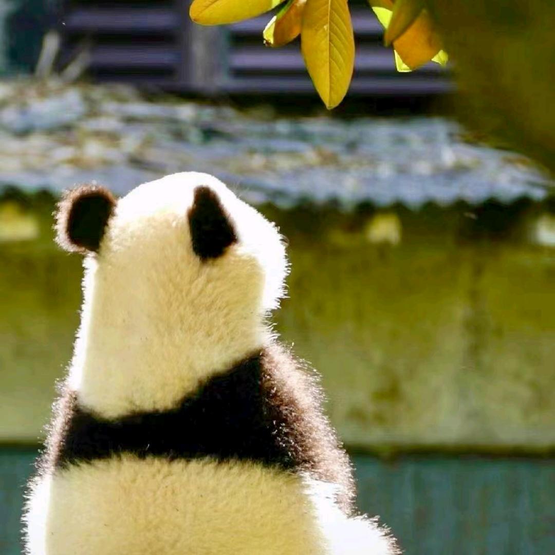 南瓜