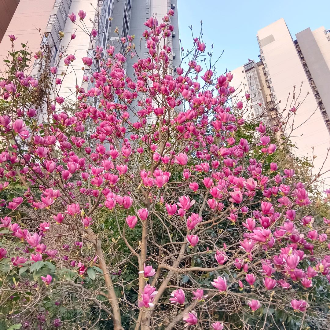 淇异果🥝