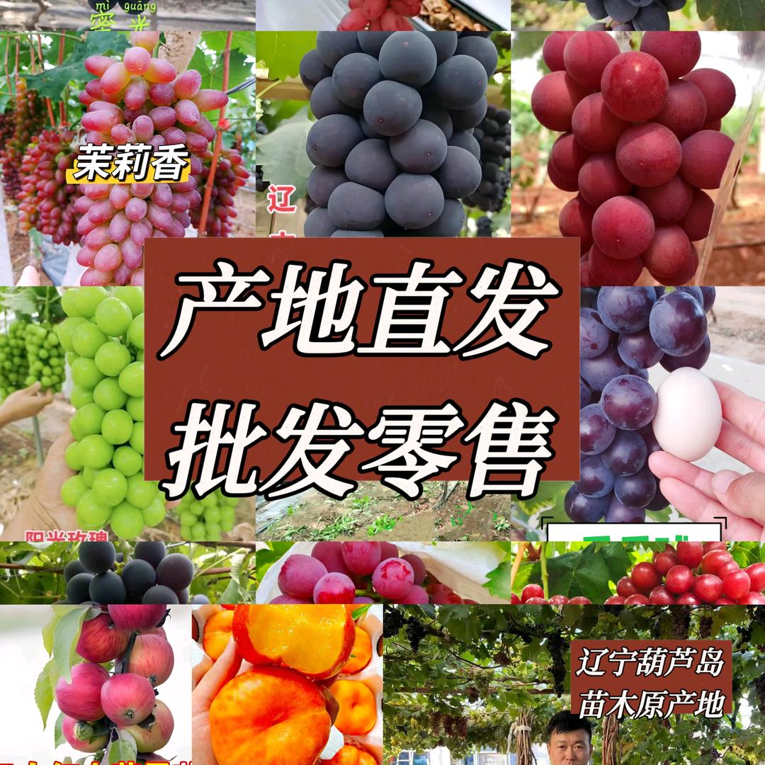 小杨苗木