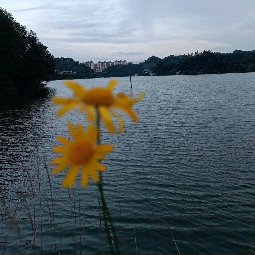 晓   草