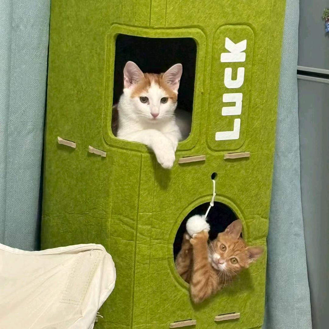 lapupu