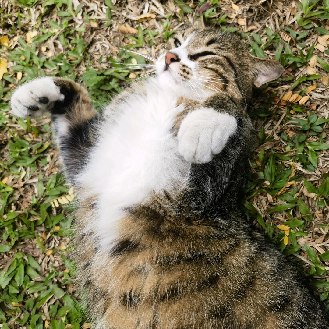 奥利给同学（哈基咪版）