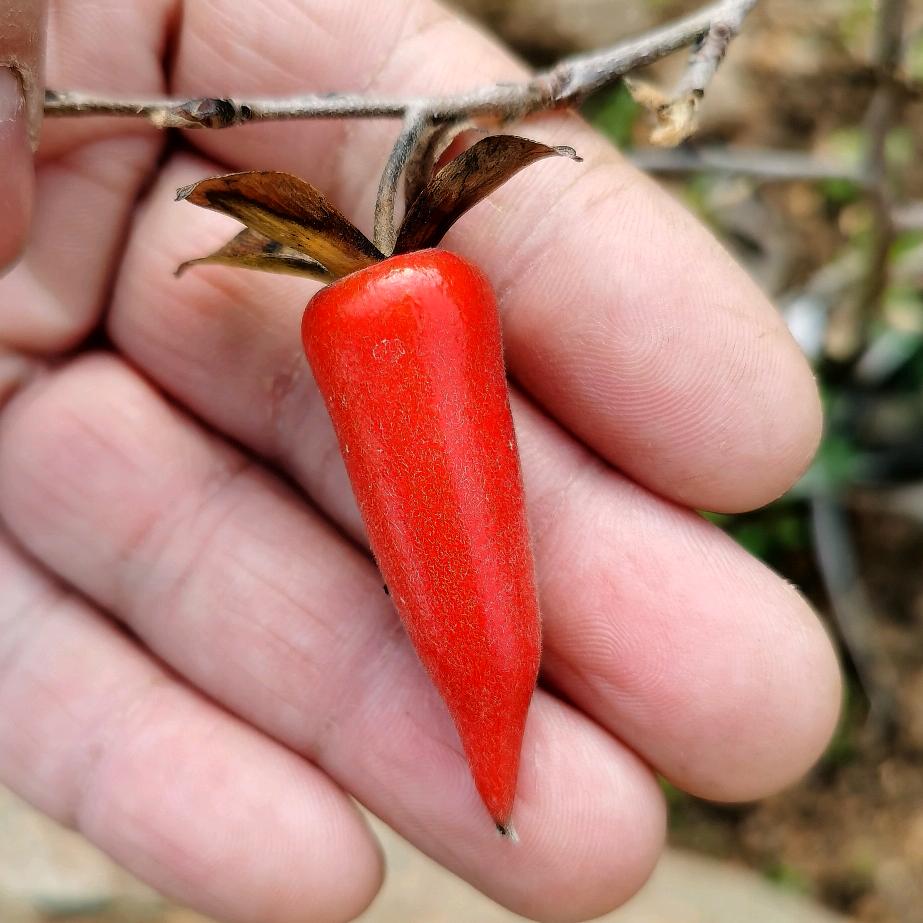 睿雅园老鸦柿扦插（童子功培养）