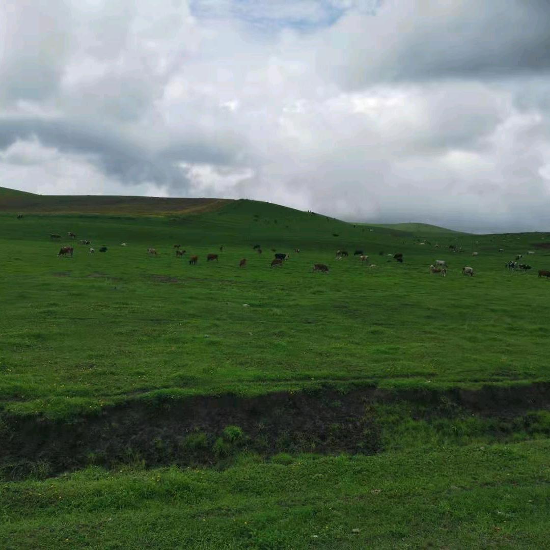 永不止步大草原