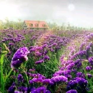 官渡区花集花叙花卉