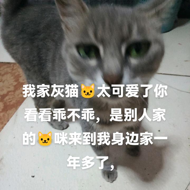老头子