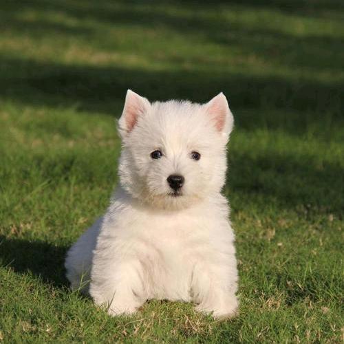 自家繁殖宠物狗。猫（西高地）