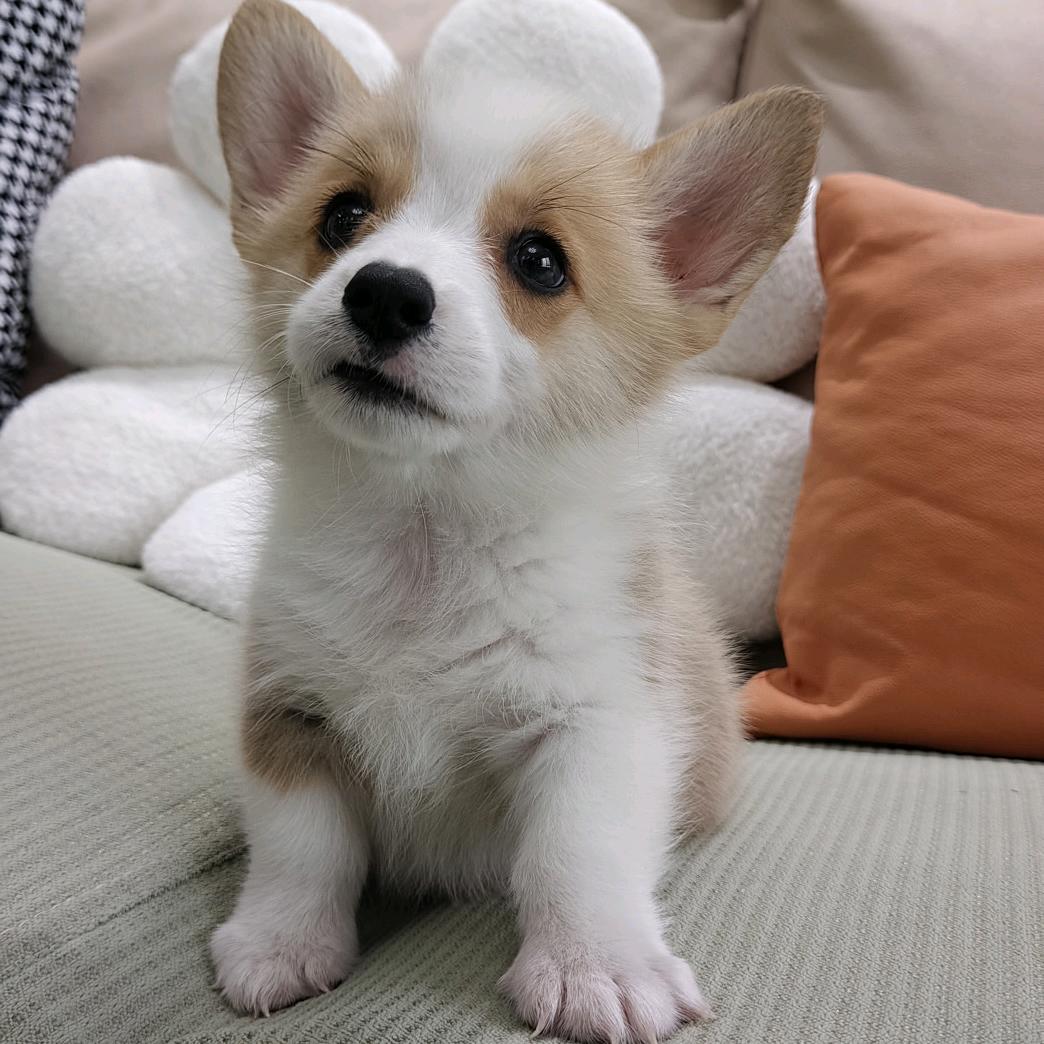 泡芙and桃桃の日常🍑