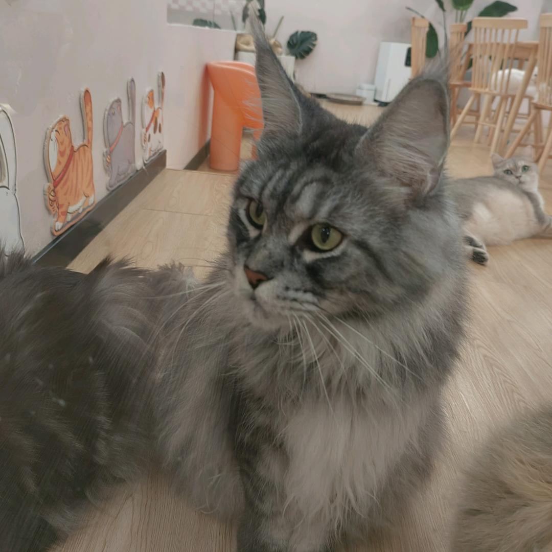 雅白