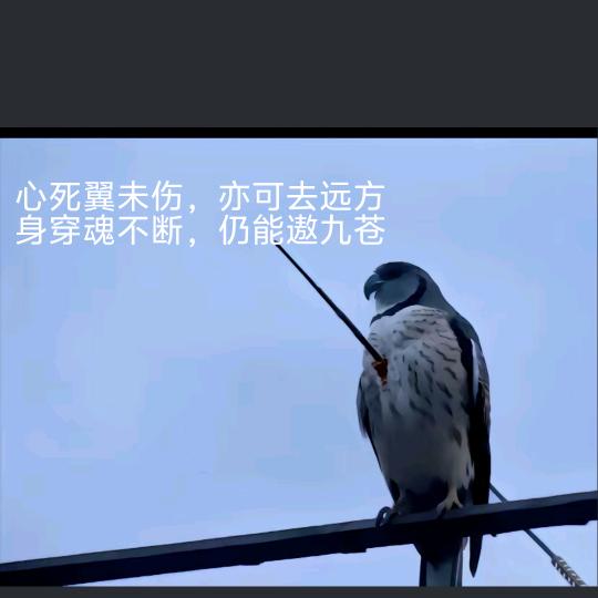 ༺麻༒木༻