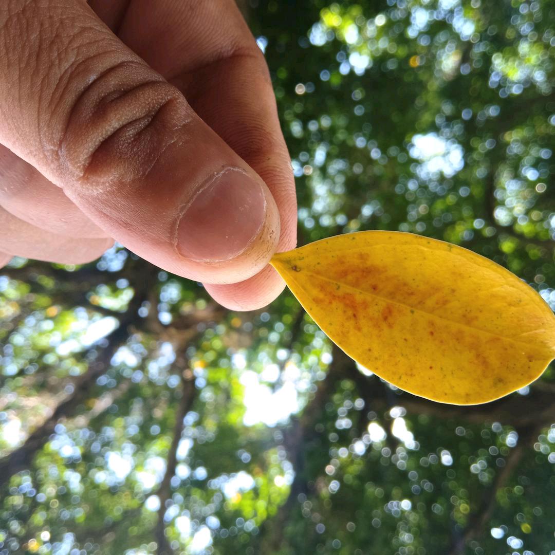 大锅锅😎
