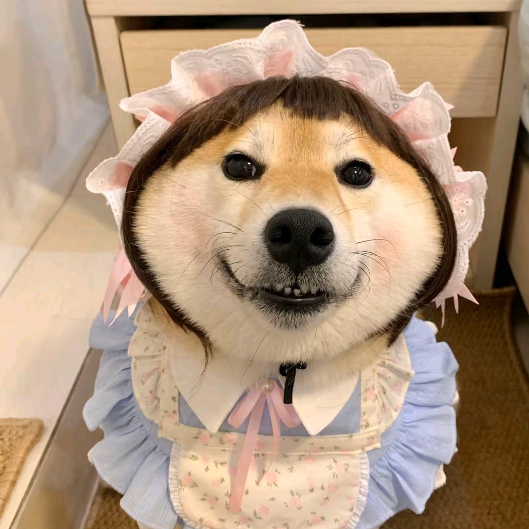 发誓不在做舔狗