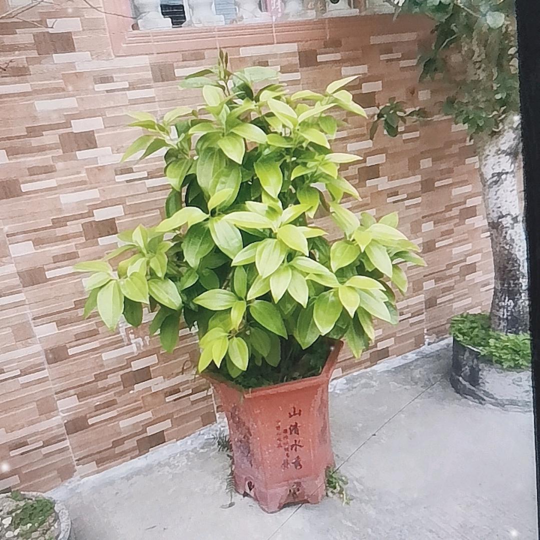 @好剧分享
