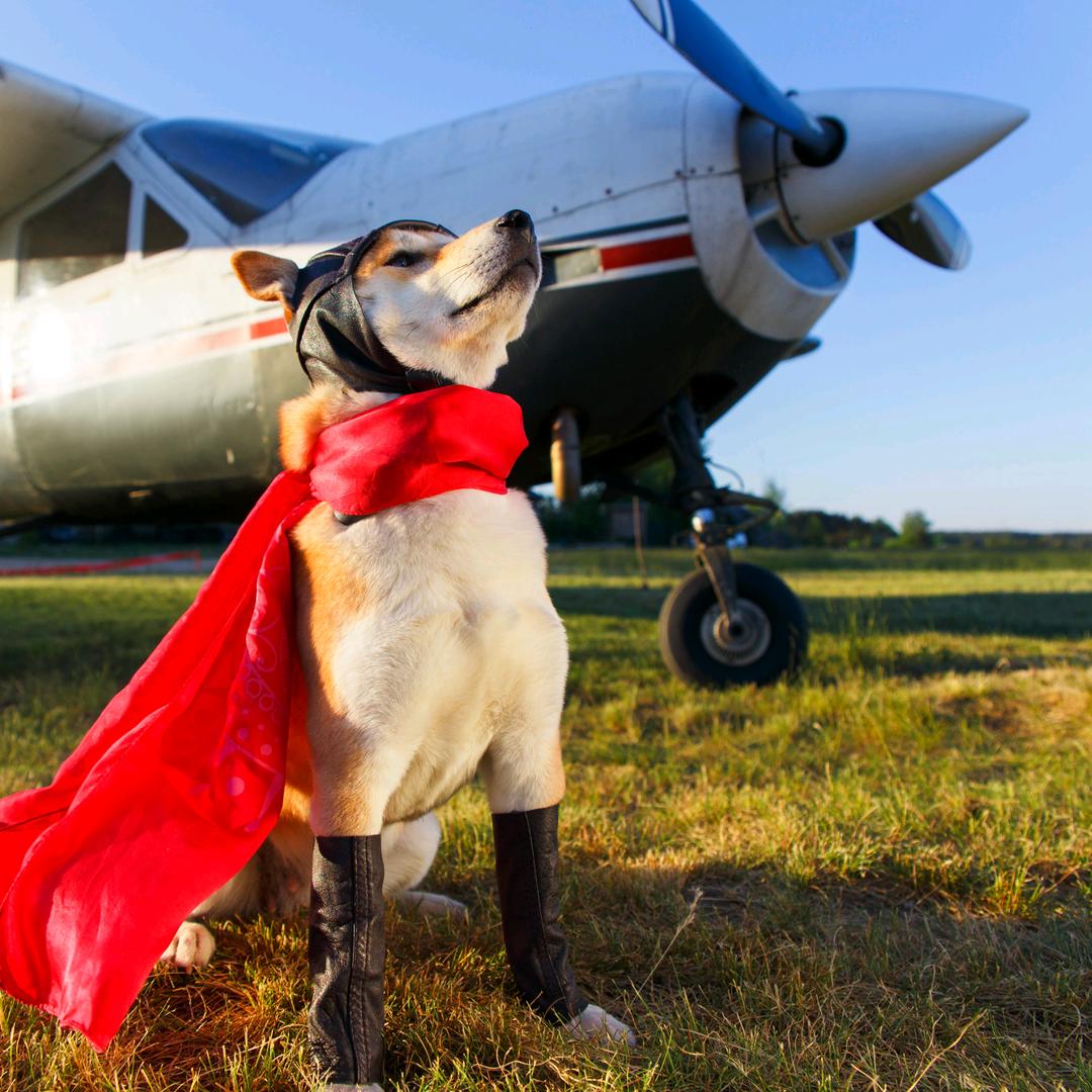 ζั怪俠一枝梅✿