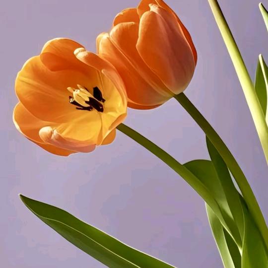 用户8878660955819笑口常开