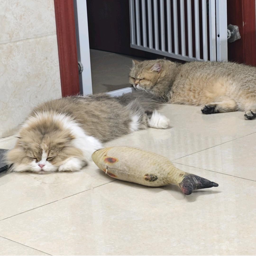 开饭了，滚滚