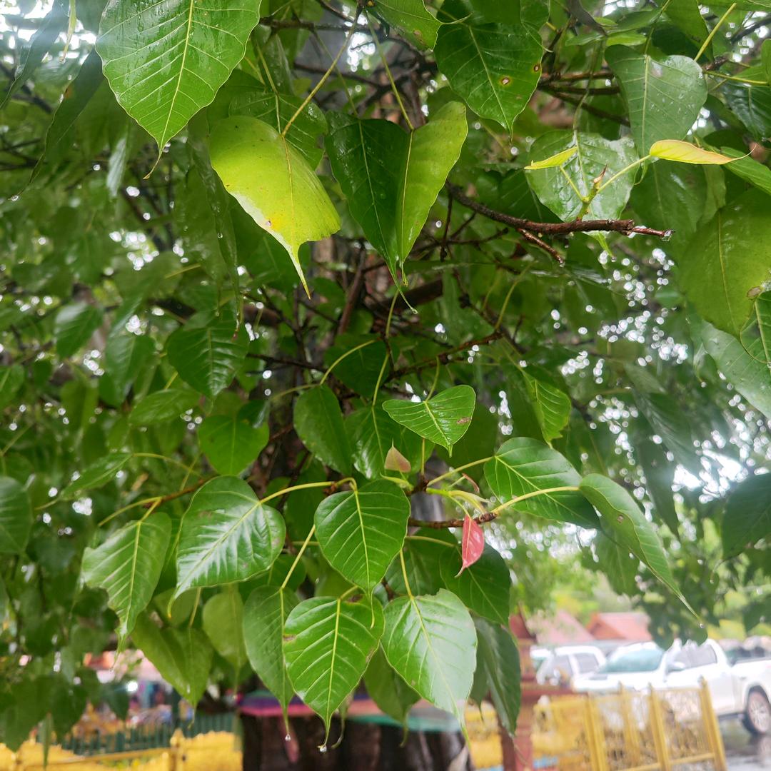 老挝媳妇艾迪日常生活🇱🇦🇨🇳