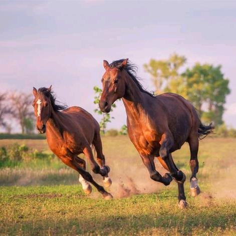 分享的🐎