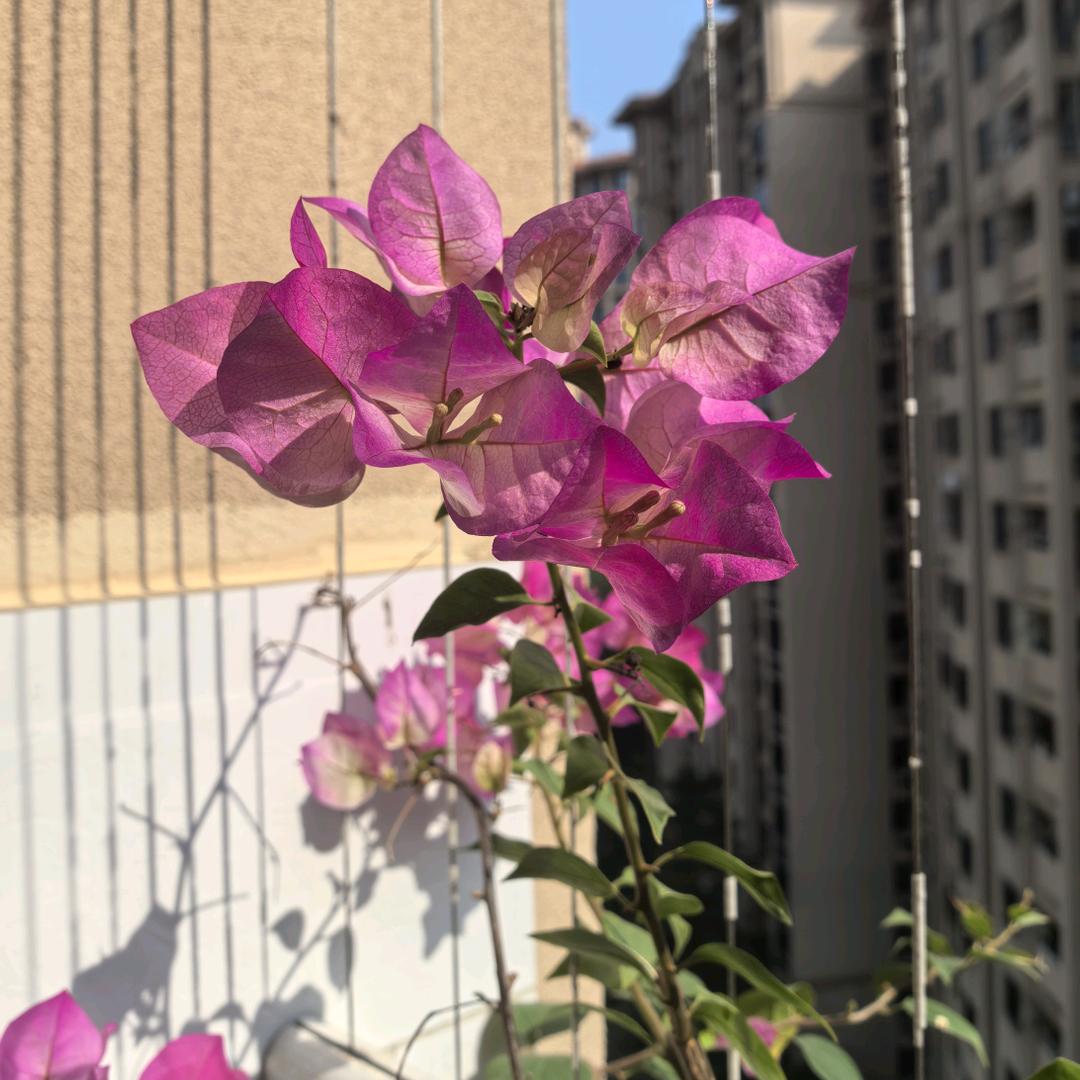 香港陪读妈妈Lemon