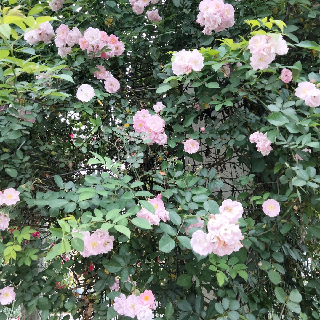 🌸花开富贵🌻