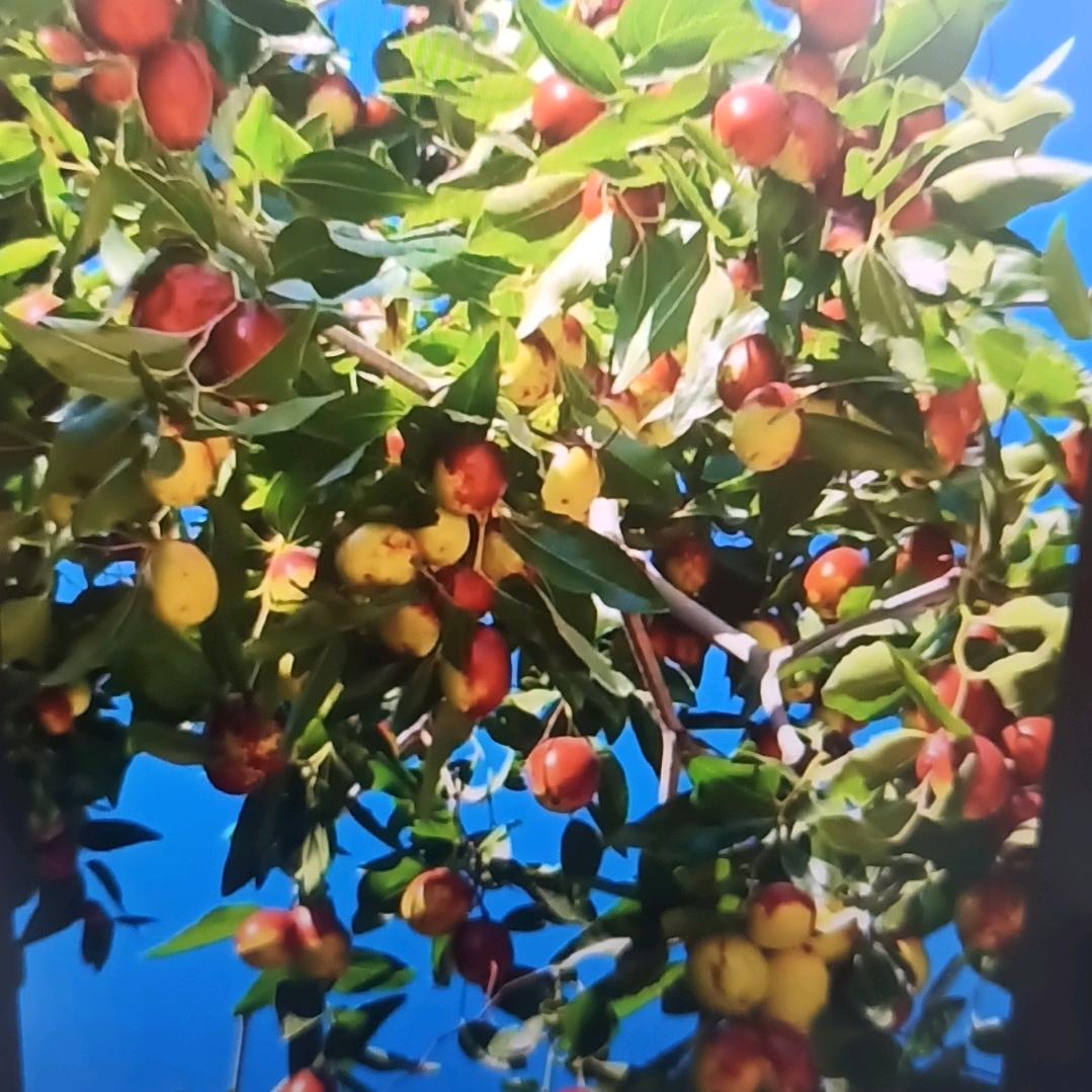 培元严选好物