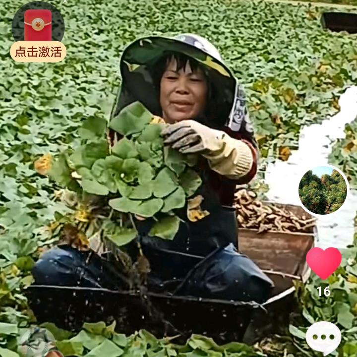 兰姨