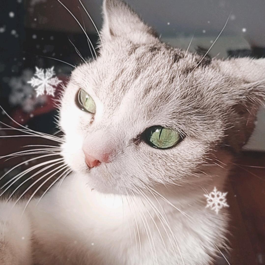 小猫是可爱的呀！