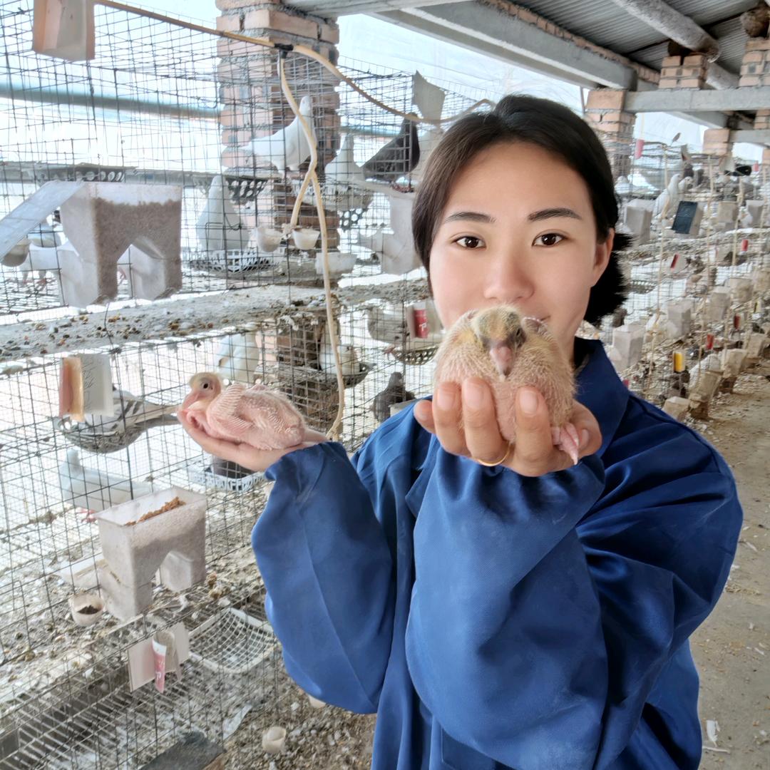 小文肉鸽铺·邹氏（腾飞鸽业）