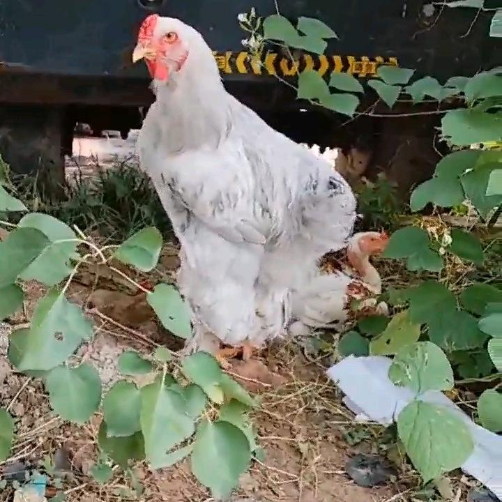 高山禽韵，天赐良🐔