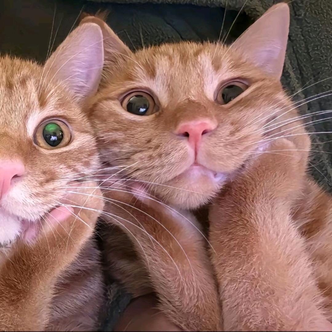 人比人气死人 蛋糕比蛋糕  起司蛋糕