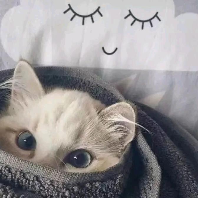 𝓕𝓁𝒾𝓅𝓅𝓮𝒹极光