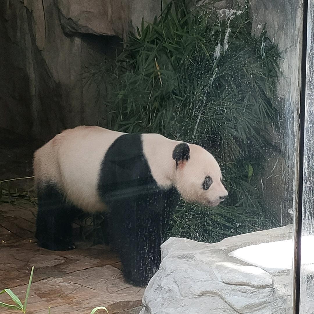 林素芳