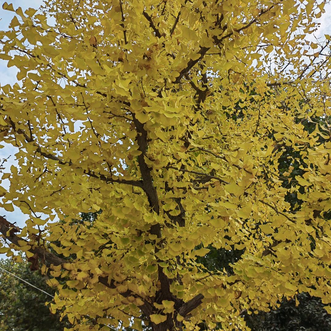 😃无心法师🧙