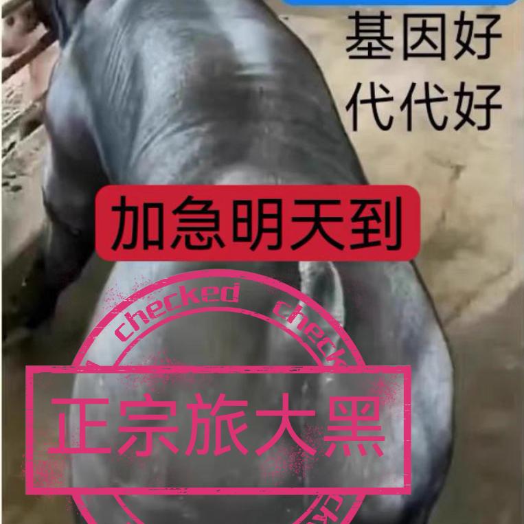 猪熊霸天下