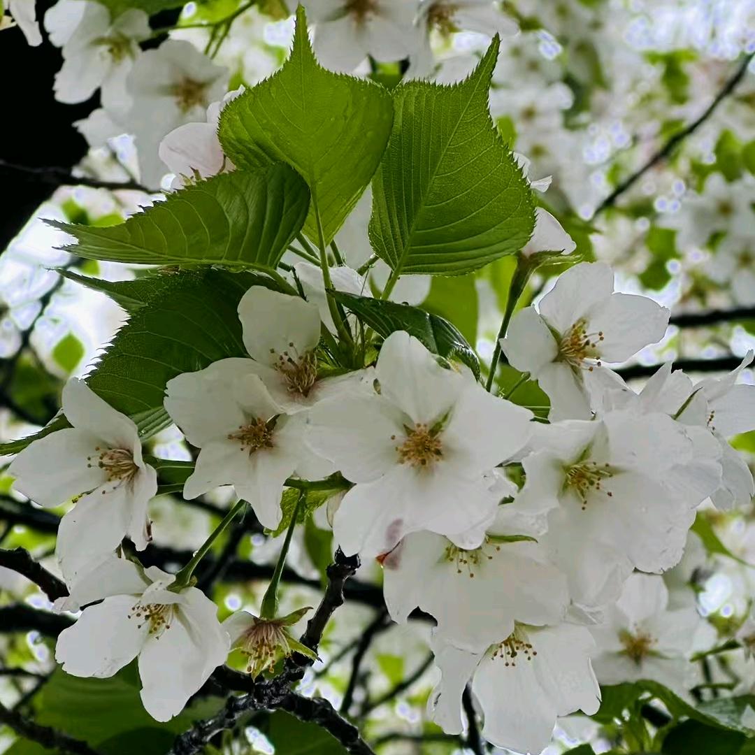 迁徙虫春去花还在